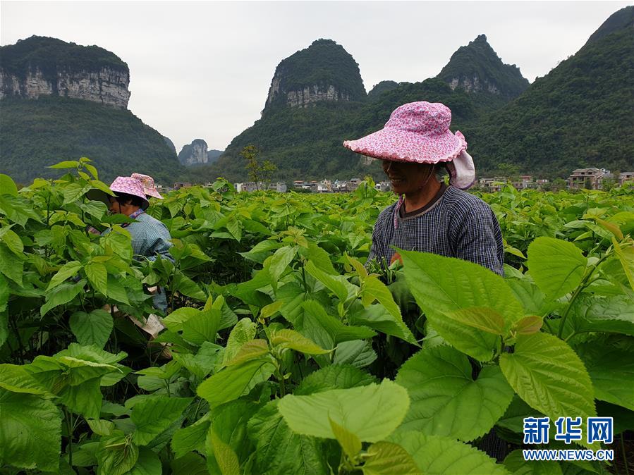 （决战决胜脱贫攻坚·图文互动）（1）不负春光 决胜贫困——广西罗城脱贫攻坚一线观察