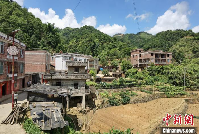 广西梧州大山深处飞出茶“凤凰”千年六堡茶成致富黄金叶