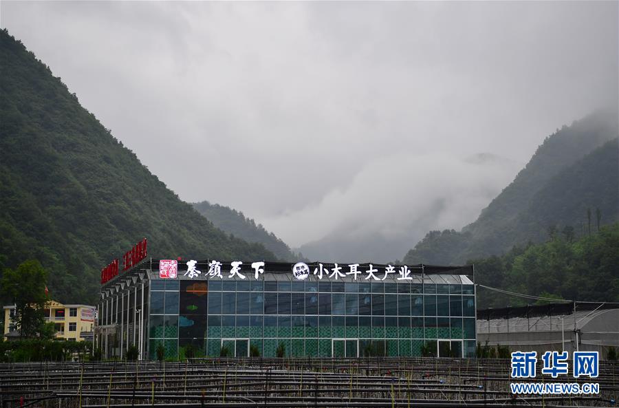 (新华全媒头条·走向我们的小康生活·图文互动)(3)蹚出绿色小康路——陕南秦巴山区的脱贫答卷