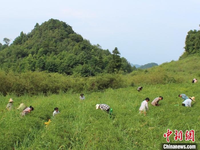 贵州金沙：种下红辣椒过上“红”日子